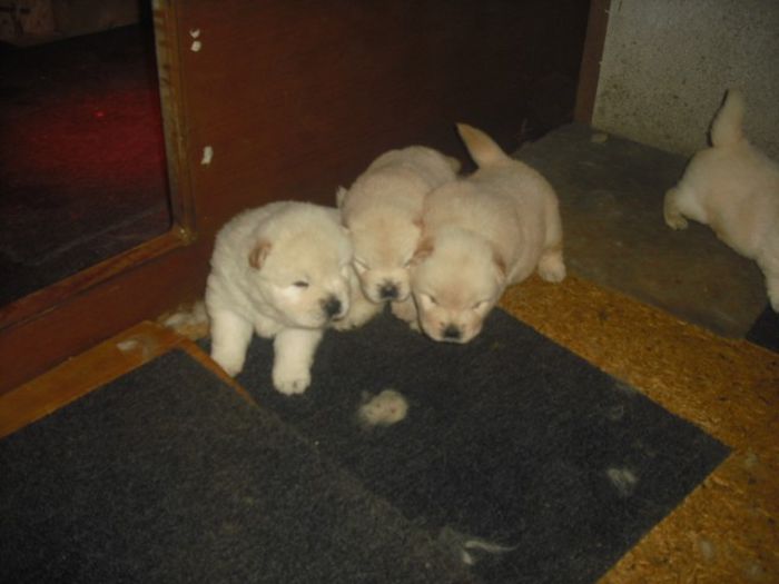 CIMG7492 - Chow chow