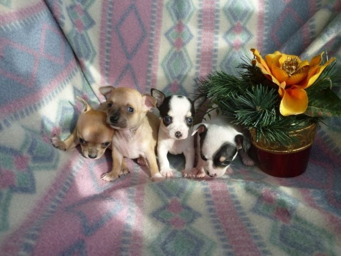 291380a-lightbox - Chihuahua