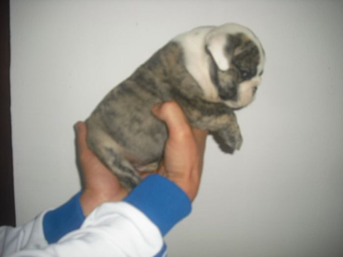 sa vandut - Bulldog englez
