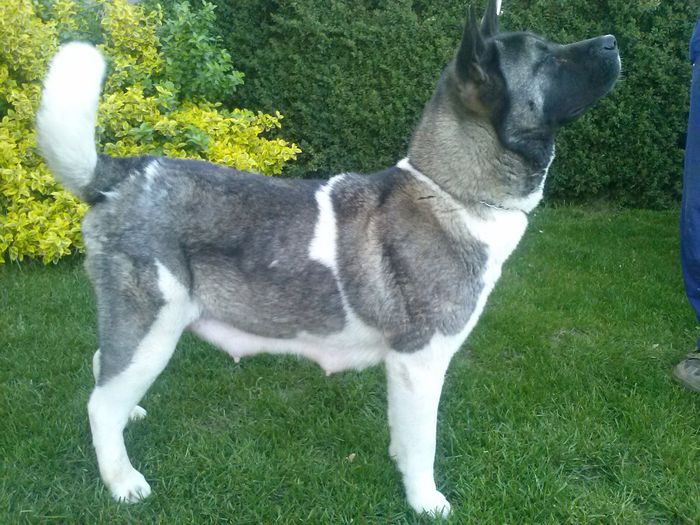 ina - Akita american