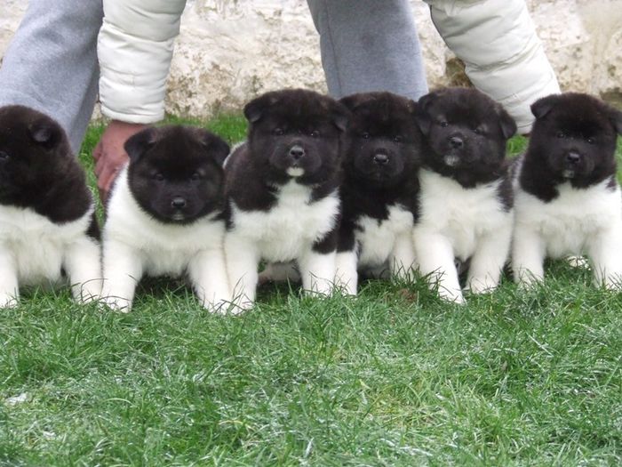  - Akita american