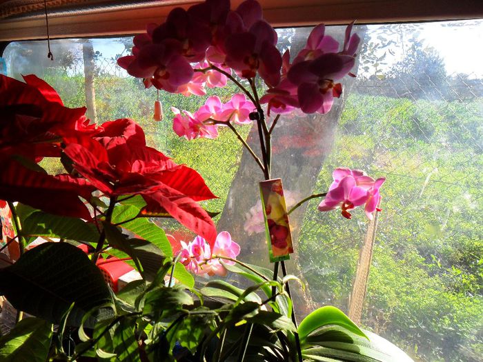 orhideea inflorita - Cateva plante din colectia personala din gradina si altele la vanzare