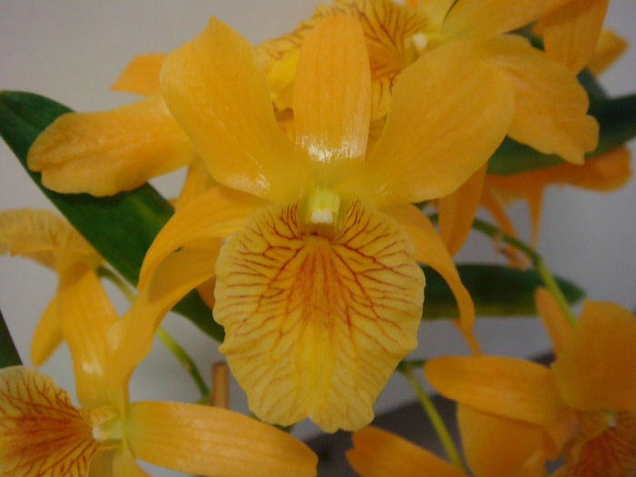  - Dendrobium Stardust Firebird