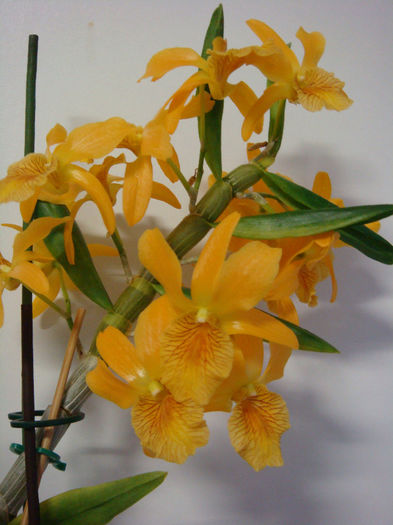 DSC07336 - Dendrobium Stardust Firebird