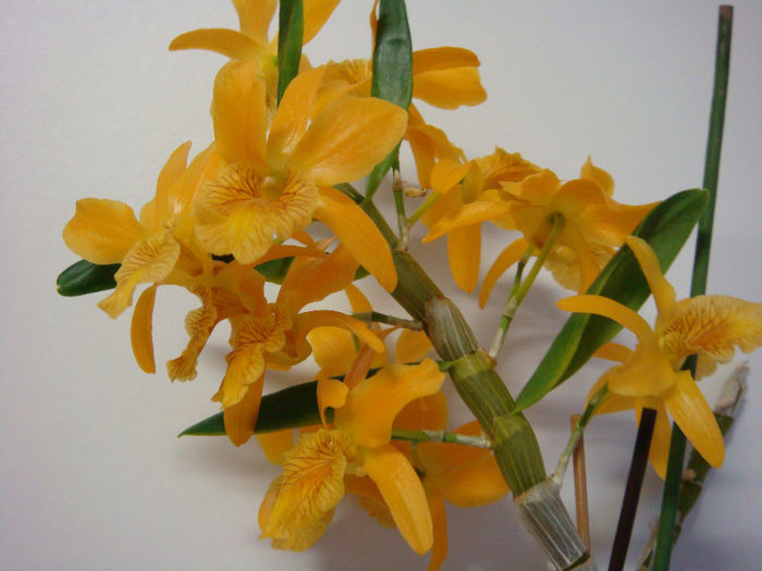 DSC07337 - Dendrobium Stardust Firebird