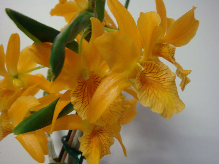 DSC07338 - Dendrobium Stardust Firebird