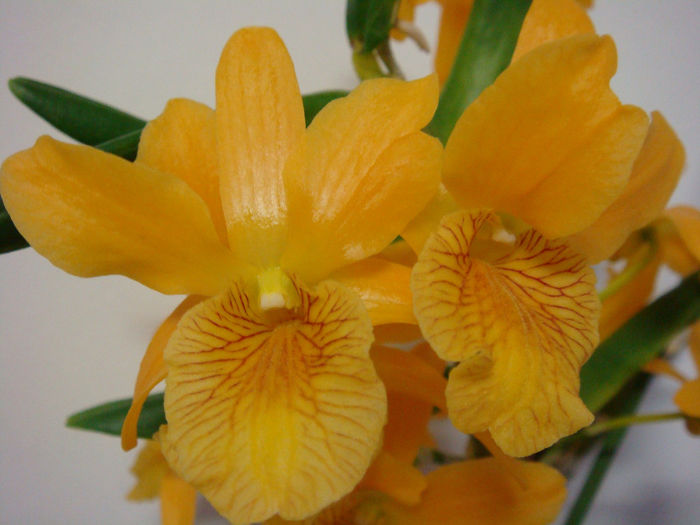 DSC07342 - Dendrobium Stardust Firebird