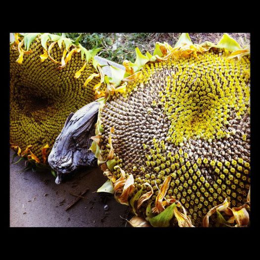 Floarea soarelui uriasa - FLOAREA SOARELUI URIASA