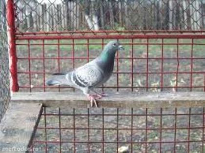 images (46)