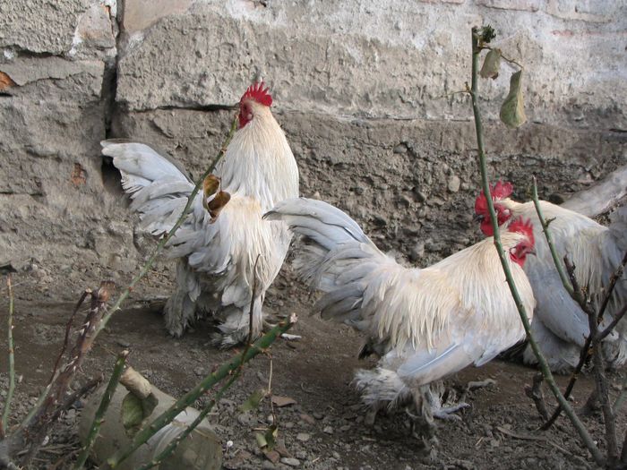 DE VANZARE COCOS MII DE FLORII ALBASTRU IZABEL