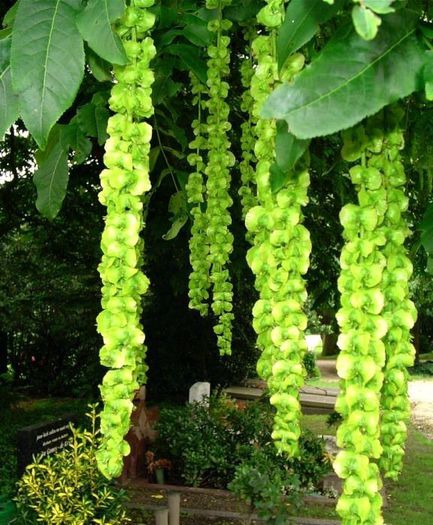 Pterocarya stenoptera - a-alte seminte rare