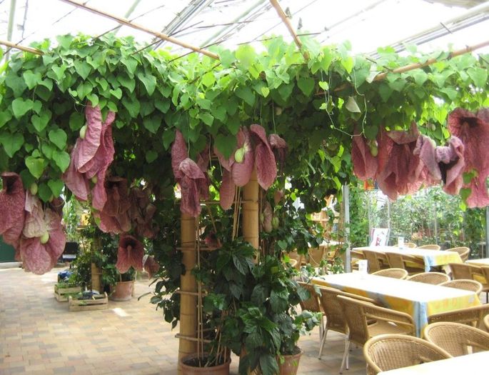 aristolochia gigantea - a-alte seminte rare