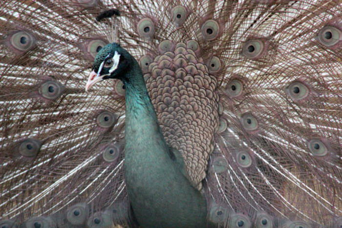 Pfau_Bronze_Peafowl_Pava_Pa - 7 sait pauni austria