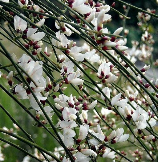 Genista monosperma - a-alte seminte rare