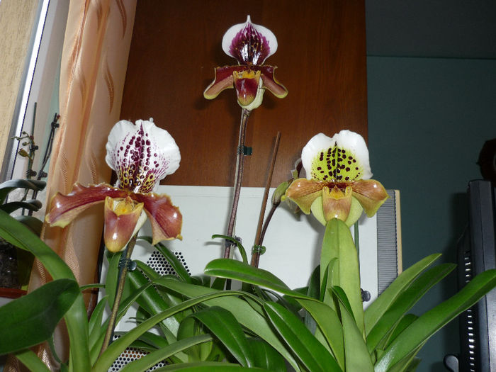 ian. 2014 - orhideele mele
