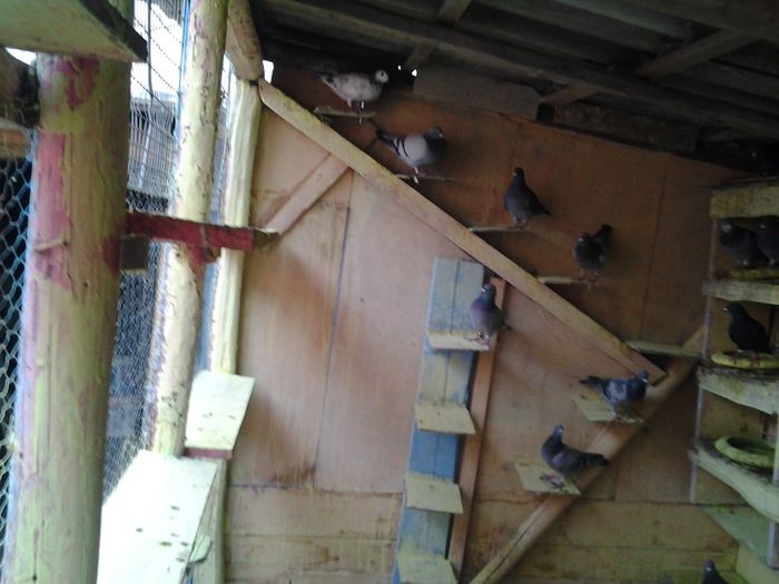 Fotografie1508 - 2012-2013-Inceputurile mele cu porumbei