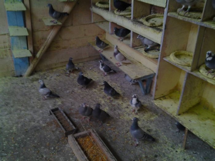 Fotografie1509 - 2012-2013-Inceputurile mele cu porumbei