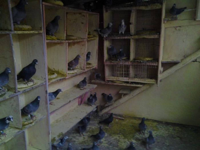 Fotografie1511 - 2012-2013-Inceputurile mele cu porumbei