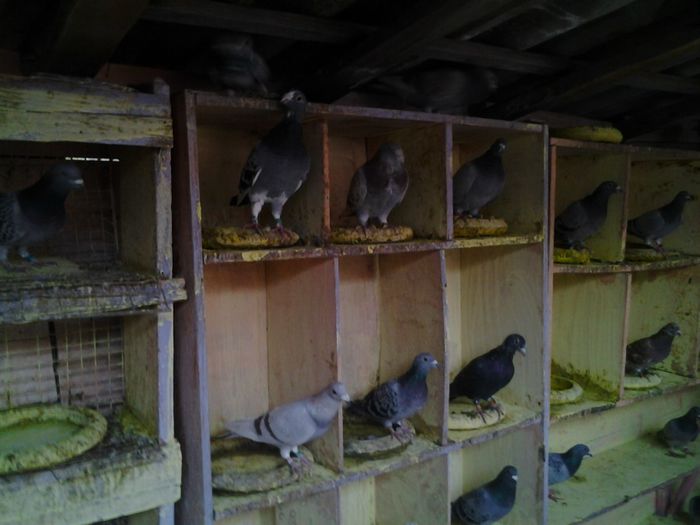 Fotografie1517 - 2012-2013-Inceputurile mele cu porumbei