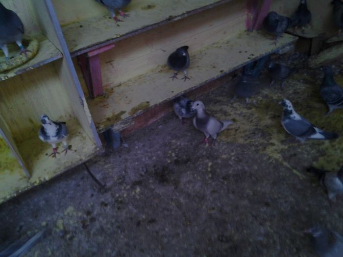 Fotografie1520 - 2012-2013-Inceputurile mele cu porumbei