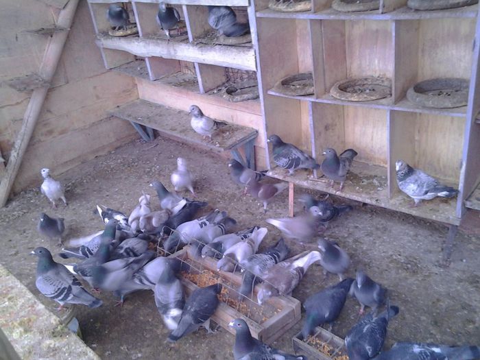 Fotografie1856 - 2012-2013-Inceputurile mele cu porumbei