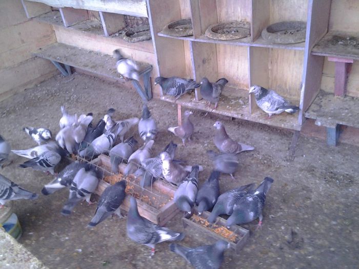 Fotografie1857 - 2012-2013-Inceputurile mele cu porumbei