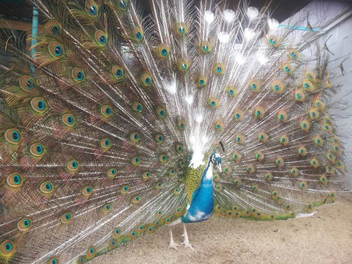 s69115302; http://paunite.ovo.bg/.
