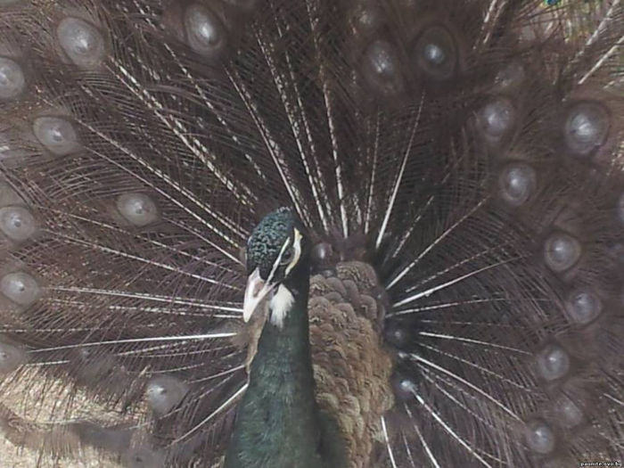 s74459610; http://paunite.ovo.bg/.
