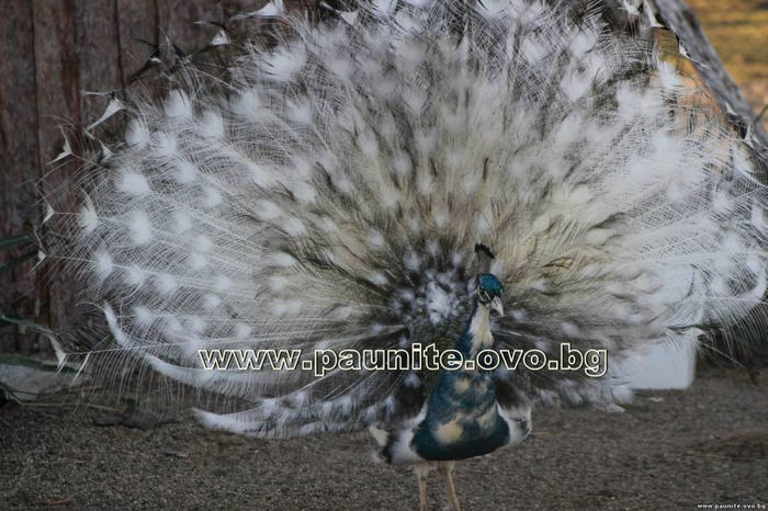 s77248920; http://paunite.ovo.bg/.
