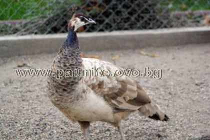 s89308090 - 7 sait pauni bulgaria