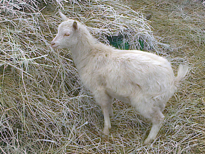 Fotografie0460 - Caprele mele in ianuarie 2014