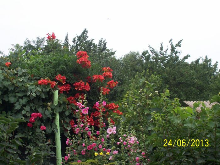 101_0069 - diverse flori din gradina si nepotelul
