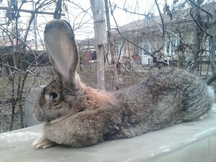 Xena; avem in jur de 10 kg si suntem la cura
