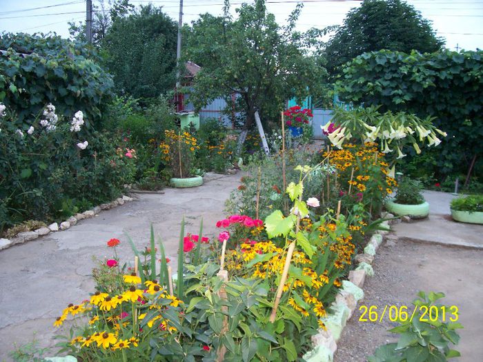 101_0215 - diverse flori din gradina si nepotelul