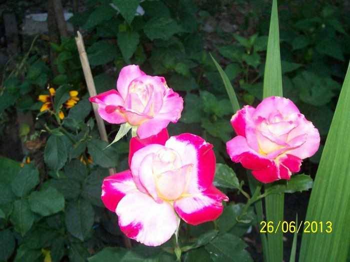 101_0217 - diverse flori din gradina si nepotelul