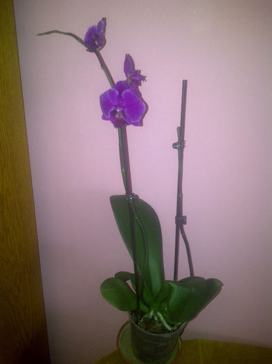 IMG-20140119-00597 - Orhidee 2014