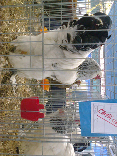 Fénykép0127 - Expo gaini de rasa de la Cluj