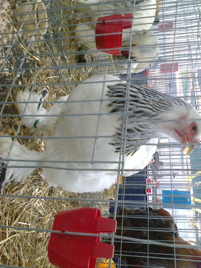 Fénykép0129 - Expo gaini de rasa de la Cluj