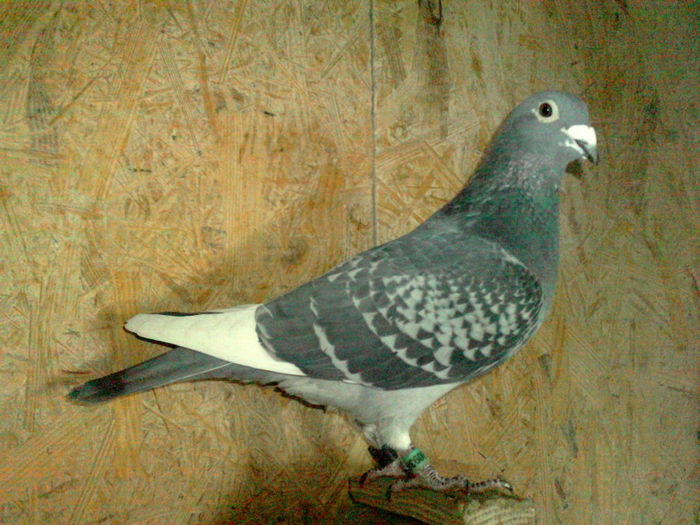 M.12 RO 93614-2011 KUYPERS-ZBURAT NIKOPOL 912 KM