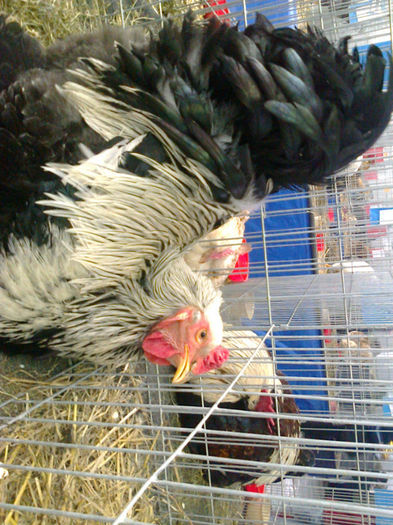 Fénykép0143 - Expo gaini de rasa de la Cluj