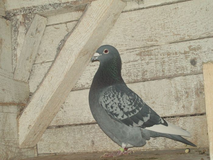 Mascul 2010 - Porumbei reproducatori
