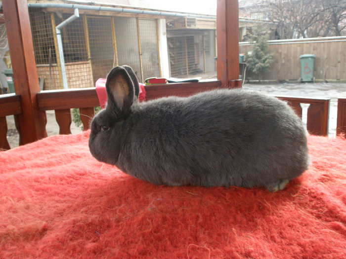 P1190042 - IEPURI DE RASA ALBASTRU VIENEZ 2014