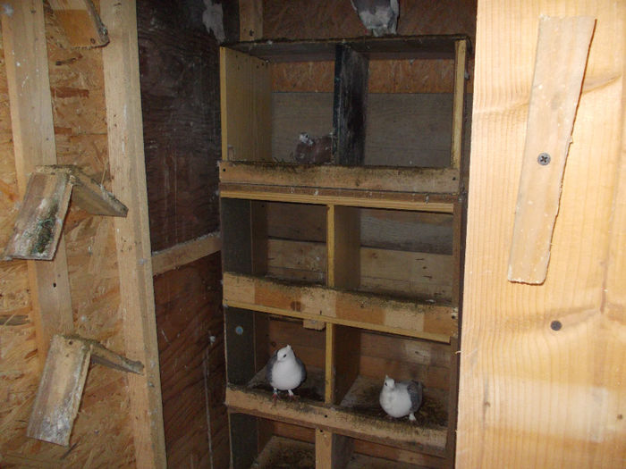 DSCN1306 - noua casa a porumbeilor