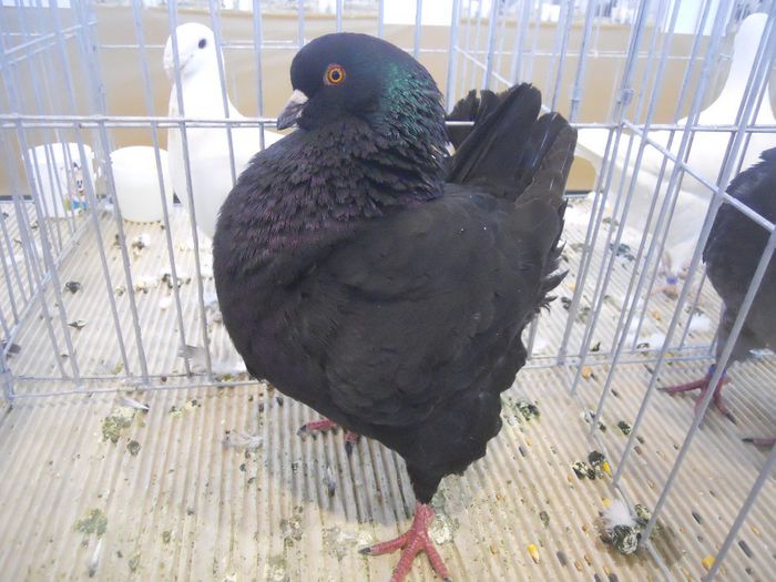 constanta2014 021 - 1529 Expo Constanta 2014