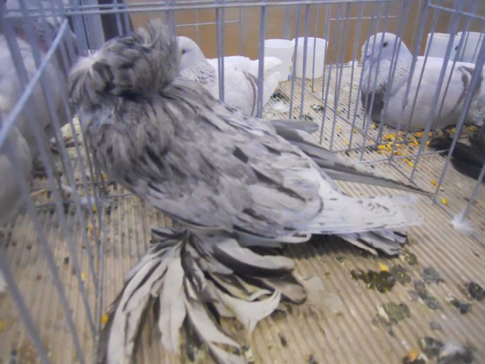 constanta2014 035 - 1529 Expo Constanta 2014