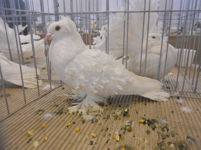 constanta2014 041 - 1529 Expo Constanta 2014