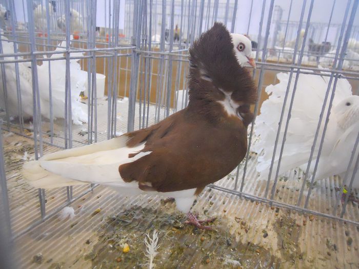 constanta2014 042 - 1529 Expo Constanta 2014