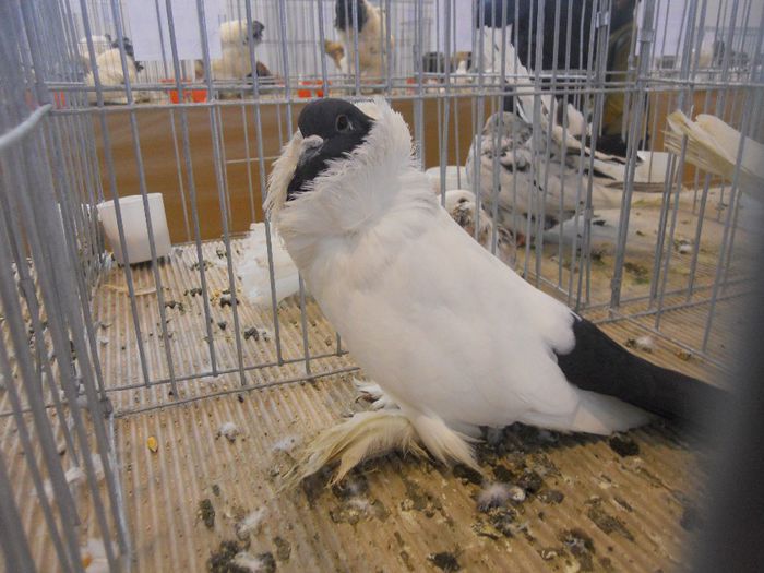 constanta2014 046 - 1529 Expo Constanta 2014