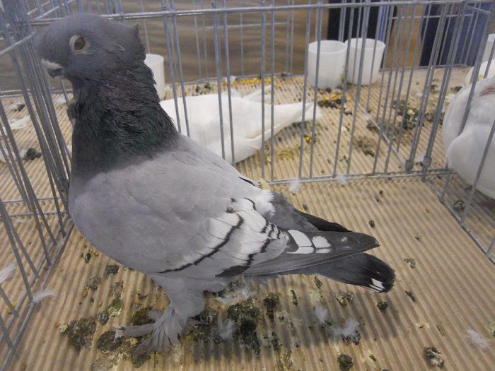 constanta2014 056 - 1529 Expo Constanta 2014