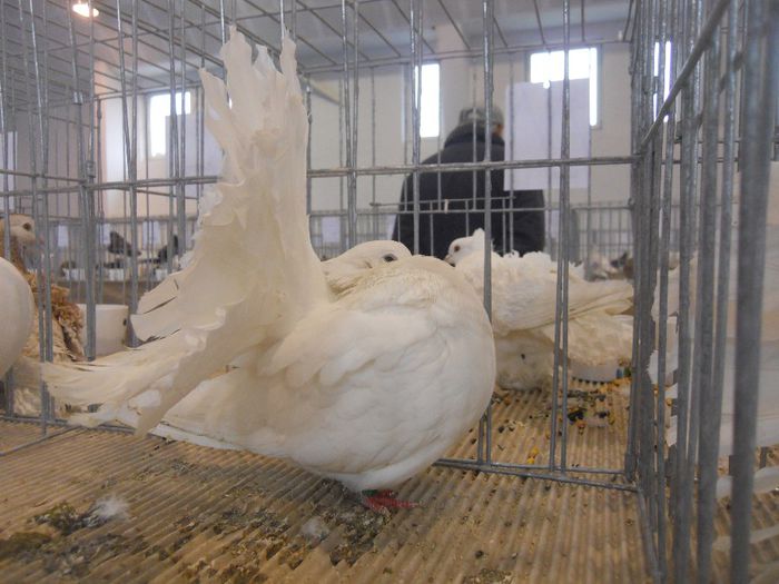 constanta2014 076 - 1529 Expo Constanta 2014